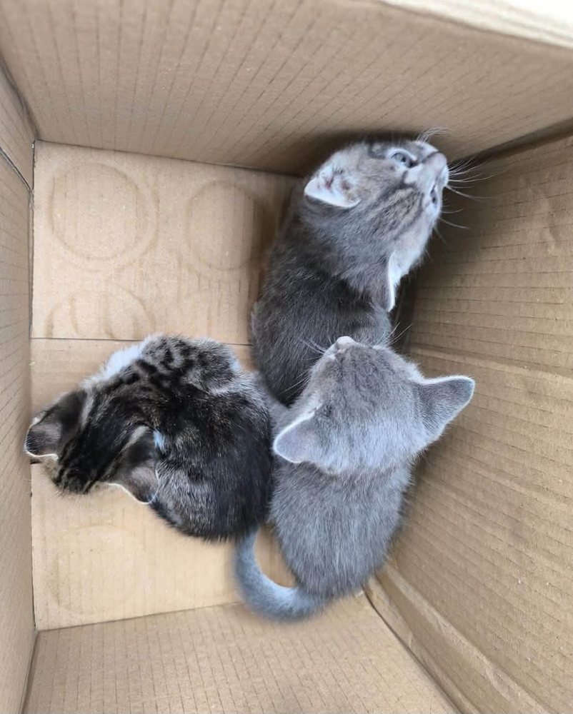 Three kittens abandoned in a cardboard box