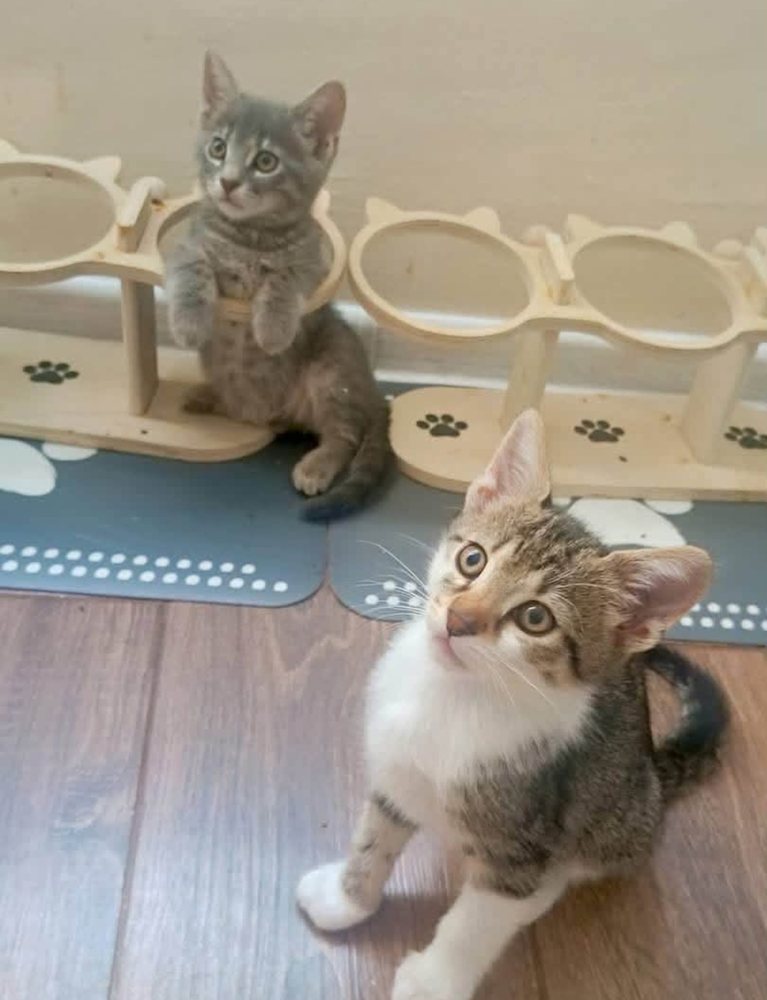 Kittens by their food bowls