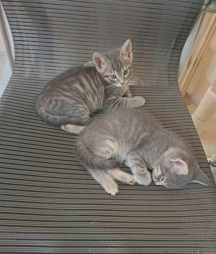 Two kittens resting on a chair