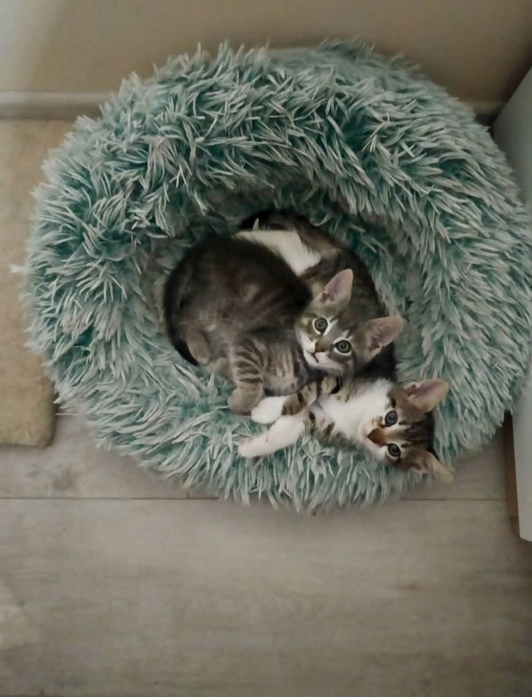 Kittens cuddled in a fluffy bed