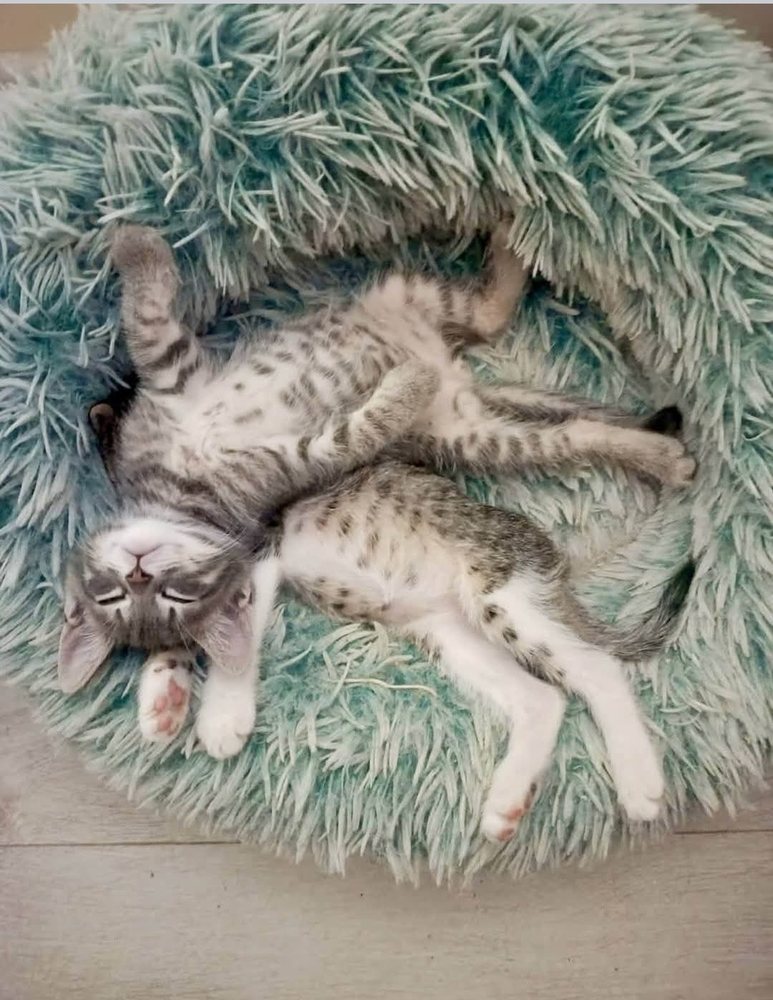 Kitten stretched out asleep