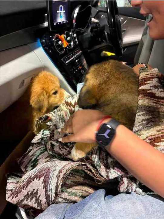 Puppy going to new home