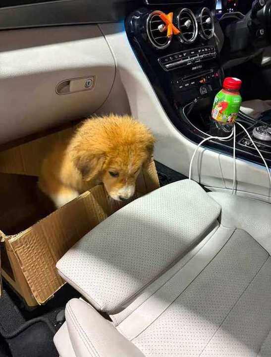 Puppy going to new home