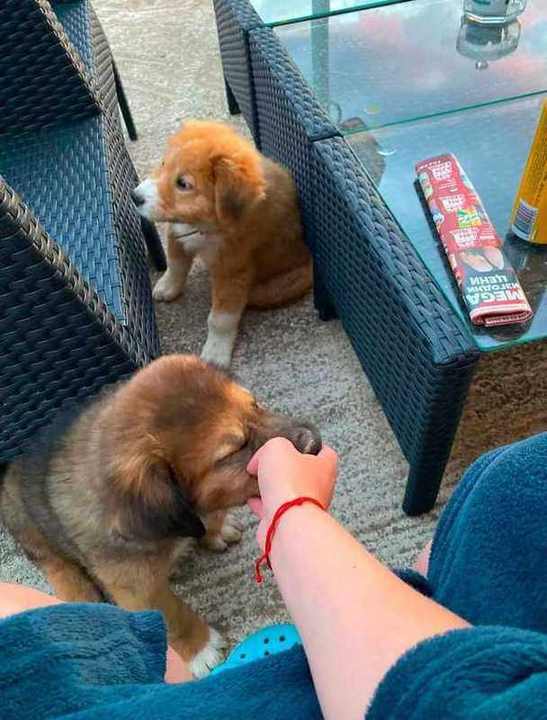Puppies with their new family