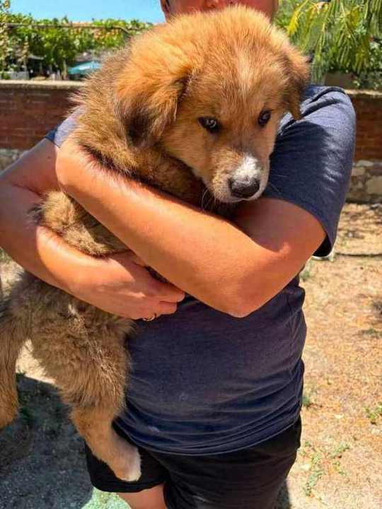 Puppy hugged by new owner