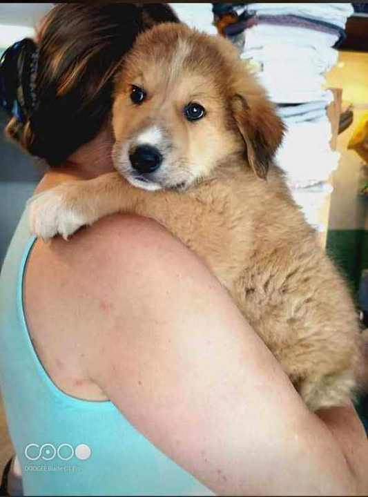 Puppy hugged by new owner