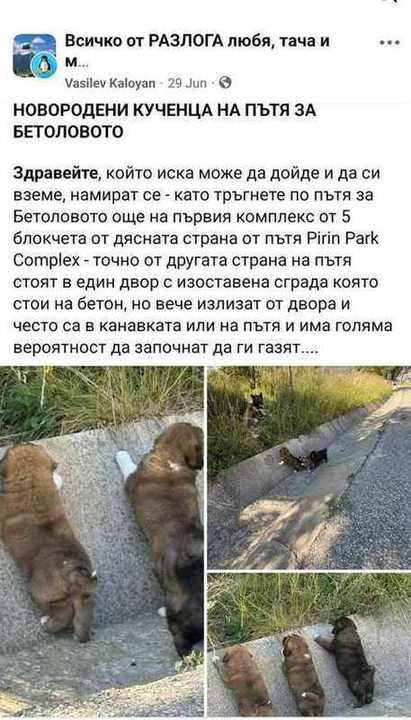 Original Facebook post about Goldi's litter