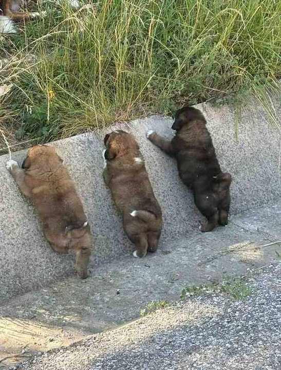 Goldi's litter