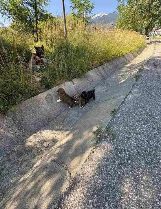 Goldi's litter and mother
