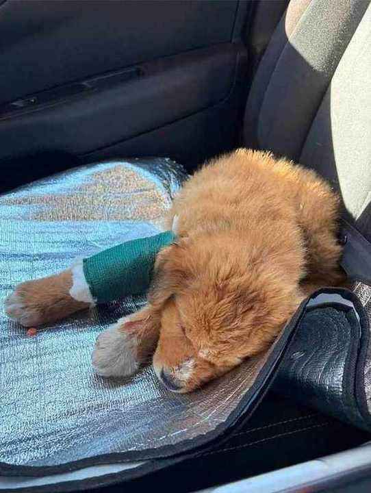 Injured puppy recovering