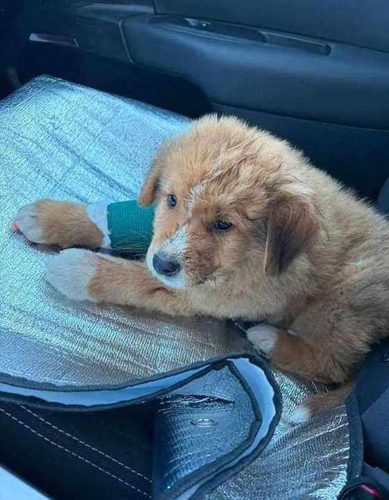 Injured puppy recovering
