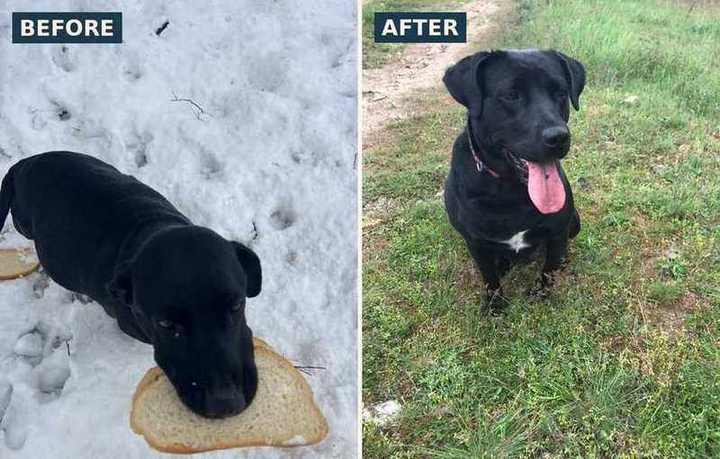 Mimi before and after her rescue