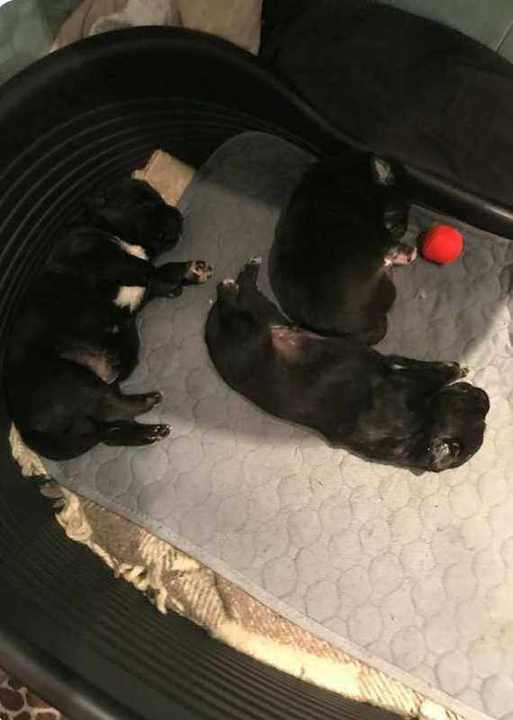 Tich with Sonia and Tisho as newborns