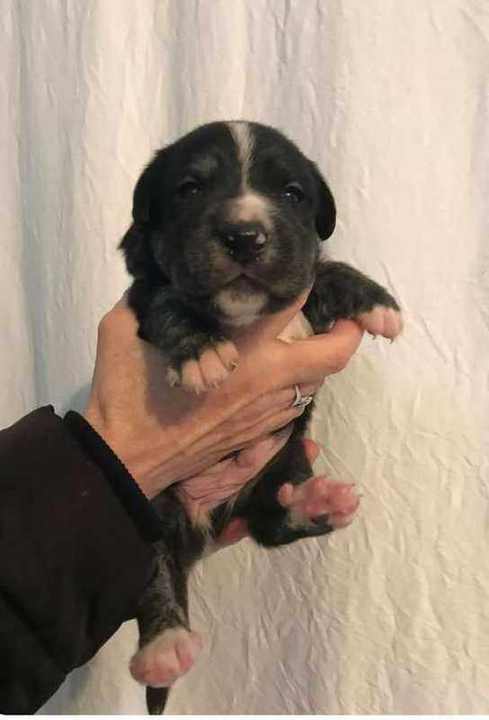 Tich as a small puppy