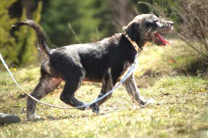 Tich walking happily